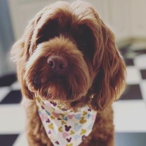 Meet your Posher, Rosa